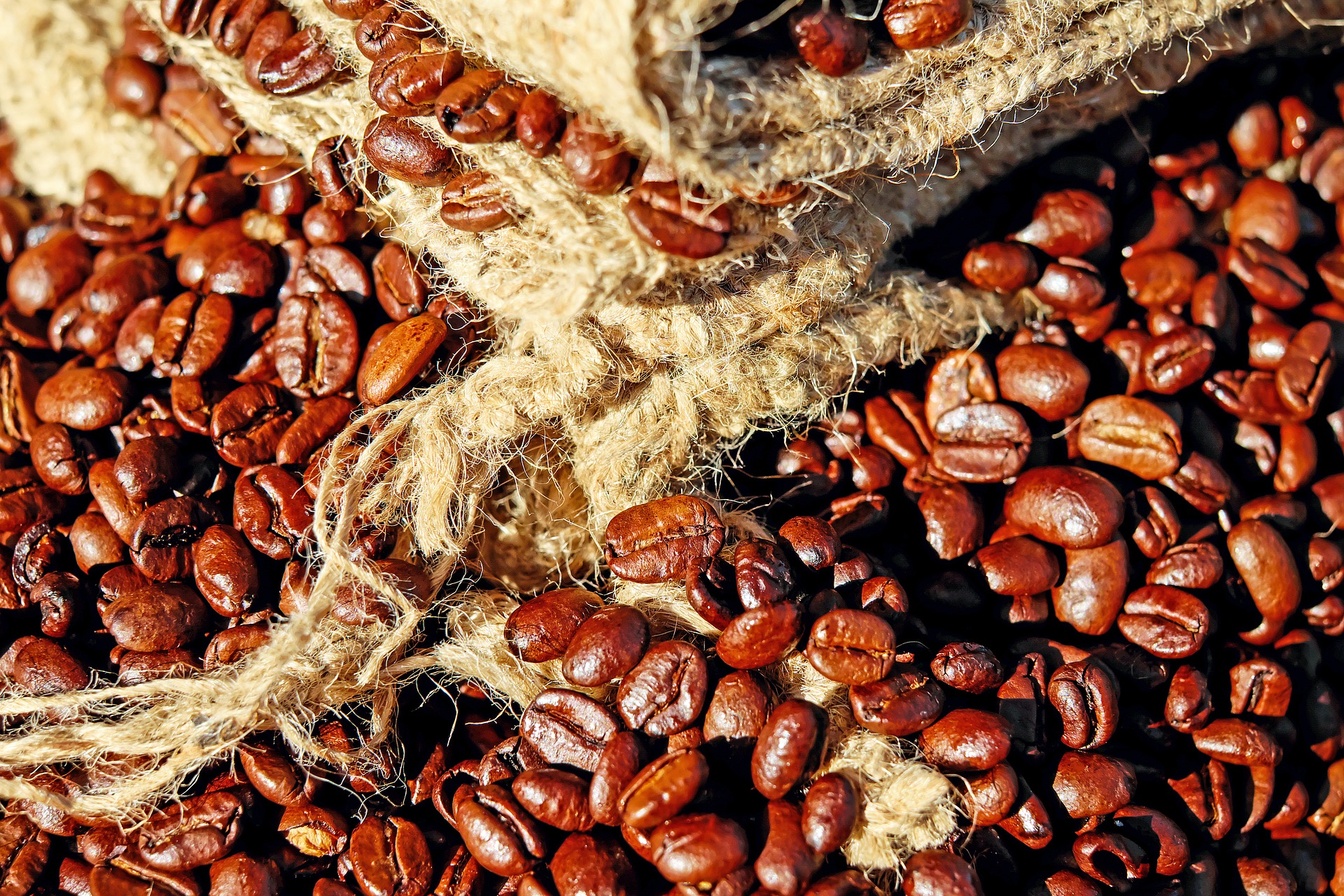 close-up of Kona Coffee beans