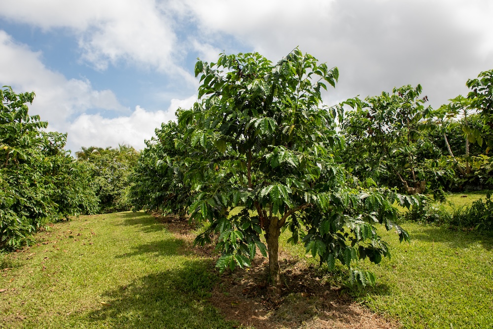 Kona coffee trees in Big Island, Hawaii,