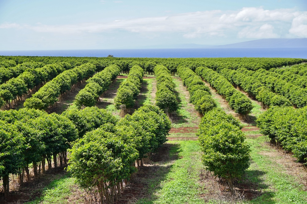 Rows of coffee trees on a coffee farm in Hawaii