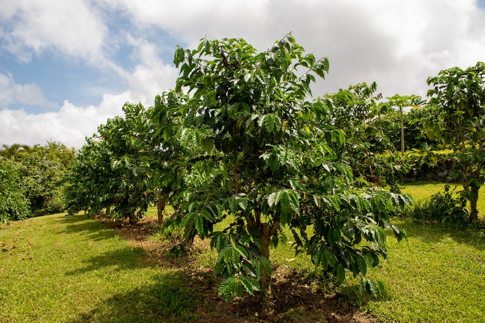 Closeup of a coffee tree on a coffee farm in Hawaii